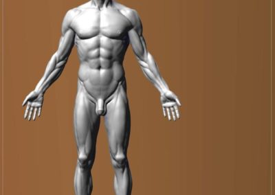 Anatomy man (front)